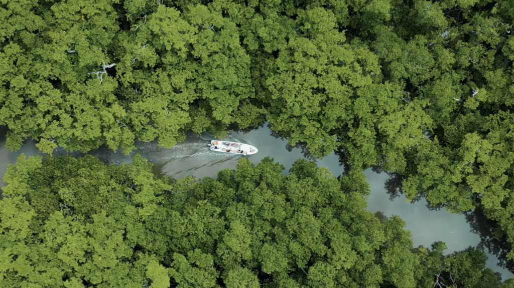 Overhead view of boat going down the river through the jungle