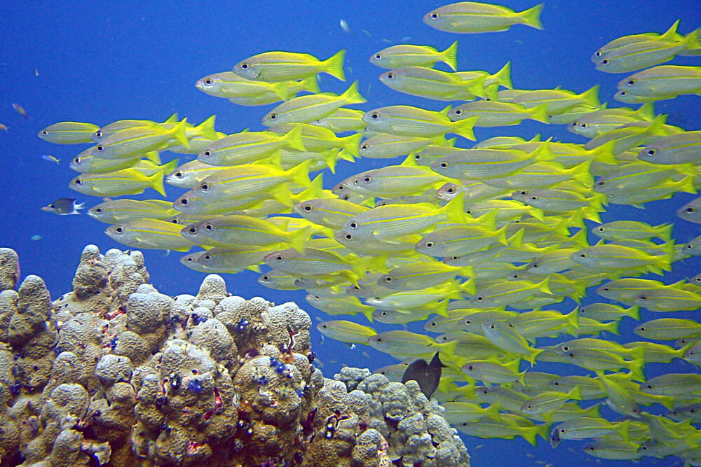 Schooling fusiliers at Fantasea dive site