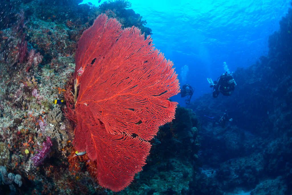 Sea fan at Frigates Wall dive site
