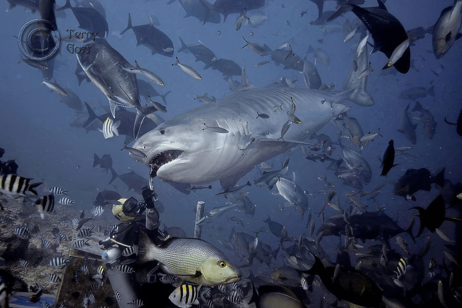 Beqa shark diving