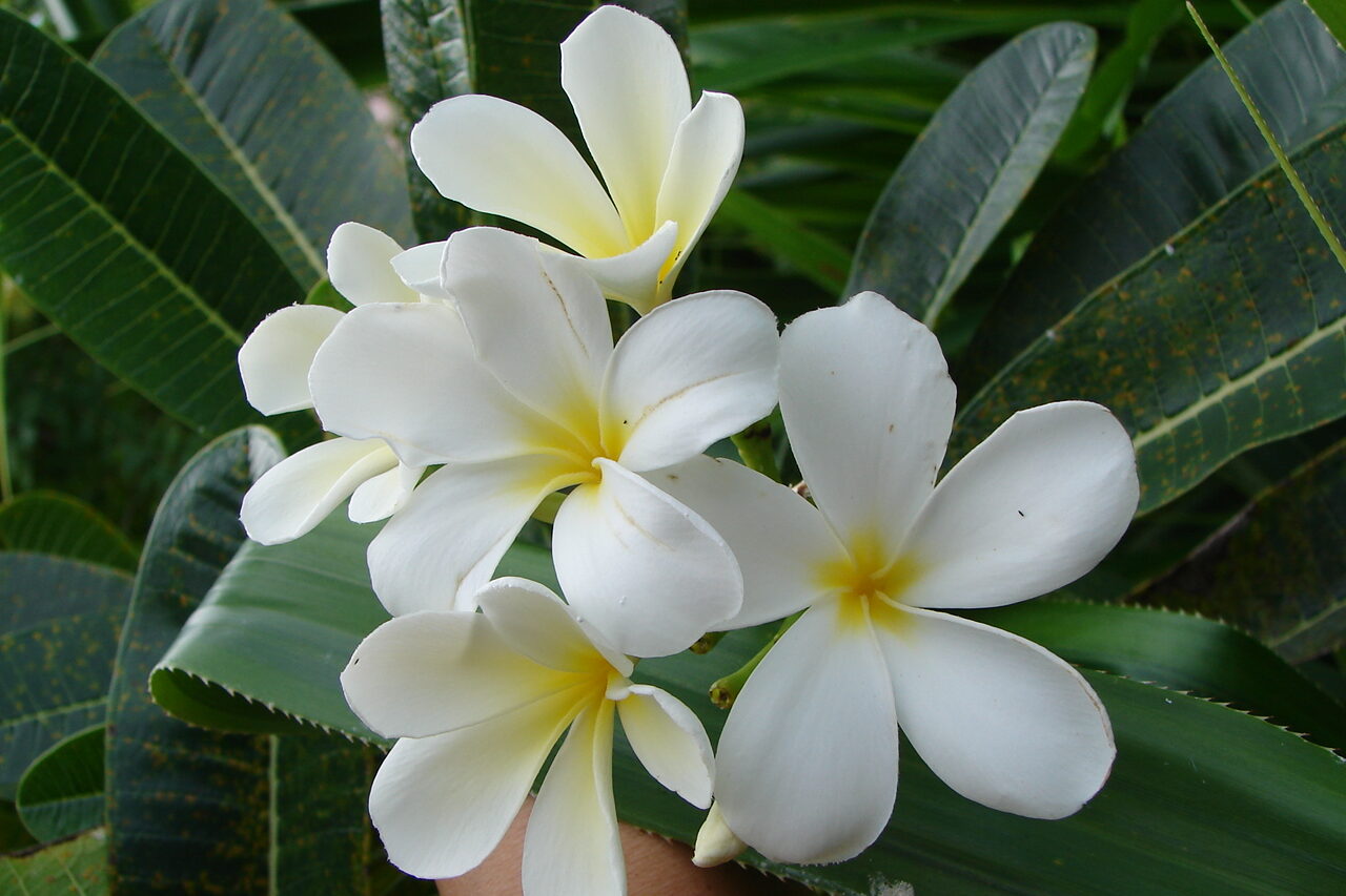 Plumaria flowers