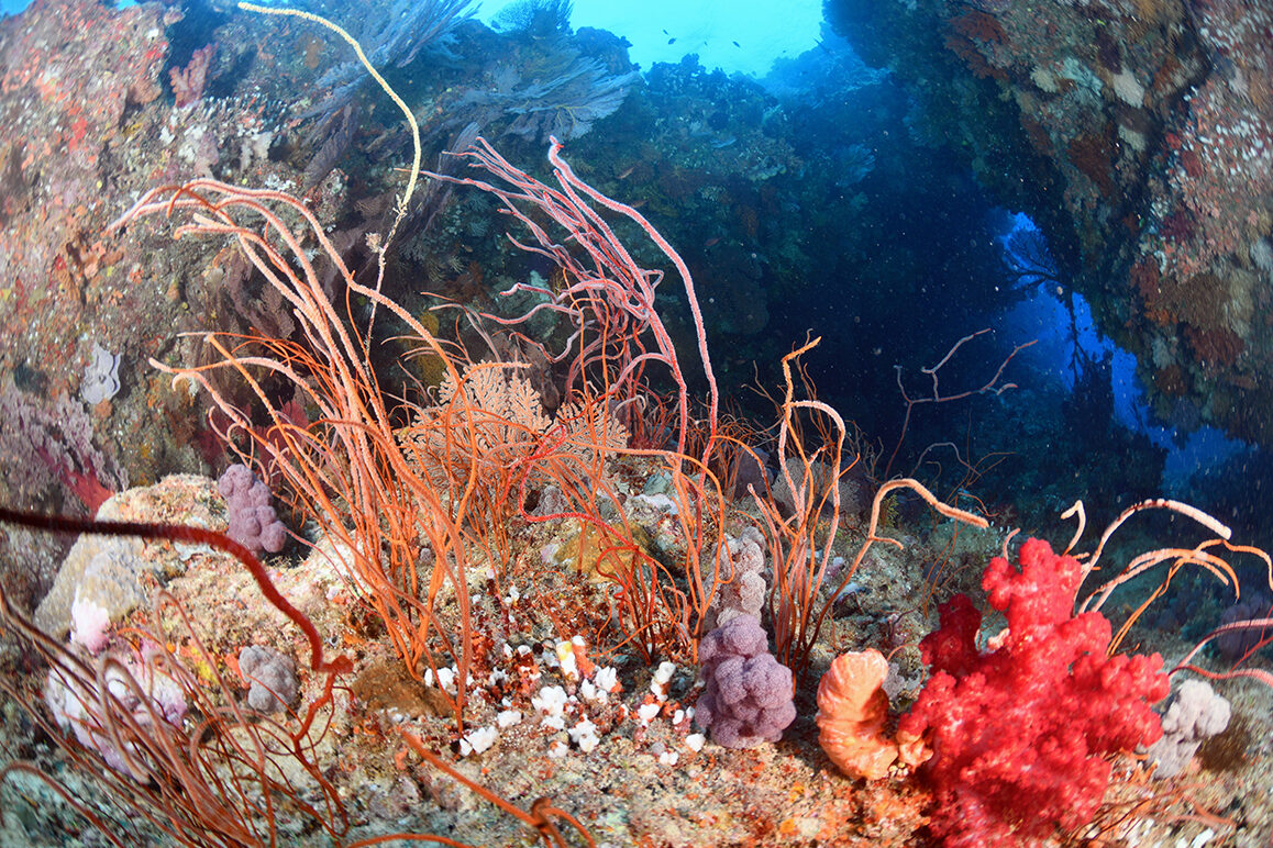 Swim-through at Golden Arch dive site