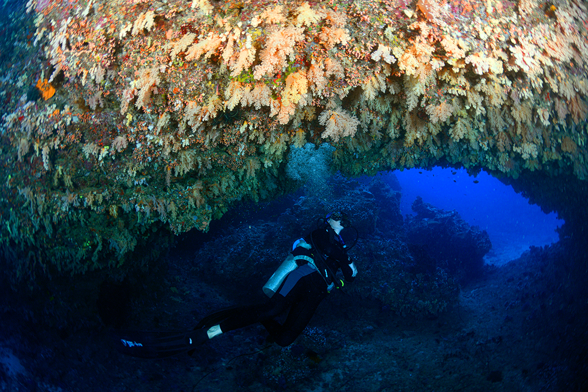 Soft coral and swim-through at Golden Arch dive site